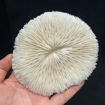 1pcs8-10cm 100 % Doğal Beyaz Mercan Akvaryum Peyzaj Ev Mobilya Süsler Ev Dekorasyon