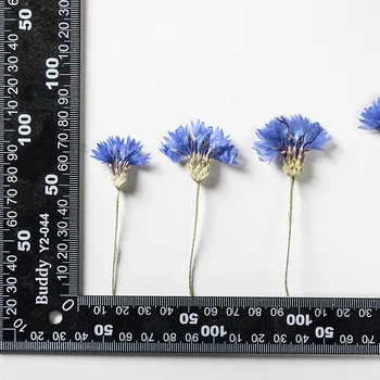 60pcs Basılı Takı Makyaj Sanat Zanaat Tırnak Yapma DIY Centaurea Cornflower Çiçek Sapı Bitkiler Epoksi Reçine İçin Herbaryum Kuru